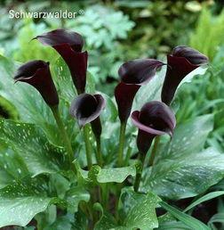 国产黑色马蹄莲在线观看,探寻神秘花语，线上共赏美丽瞬间